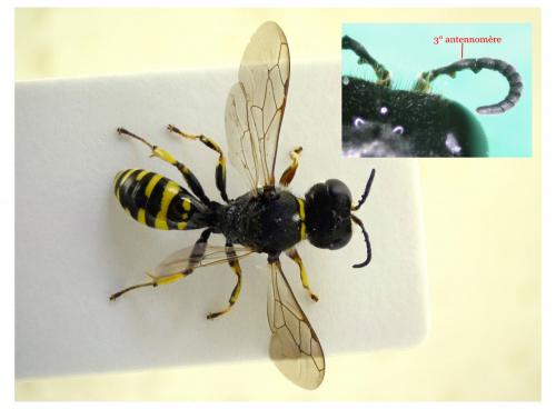 Réf. 237 552 : Ectemnius lapidarius